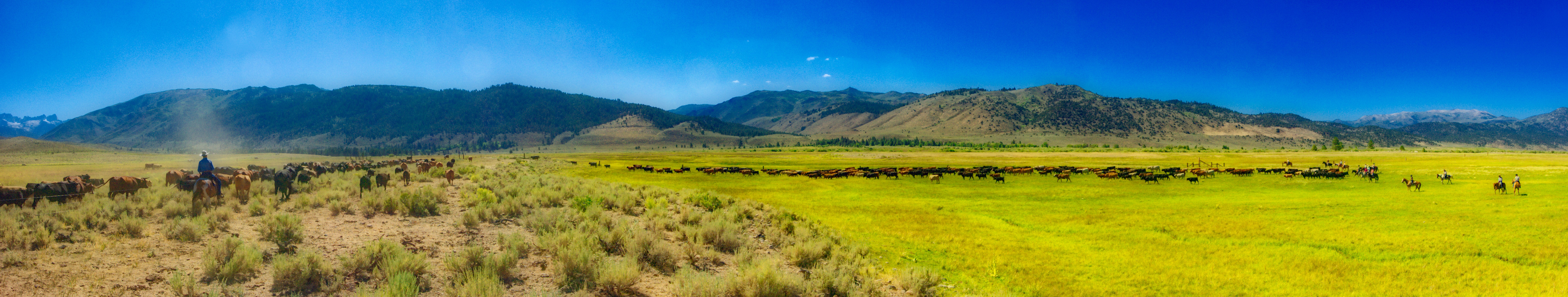 Moving the Herd
